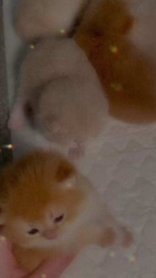 TikTok video thumbnail by digitaltanzeelusa