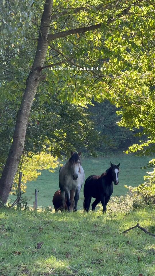 TikTok video thumbnail by carolinekrasmussen