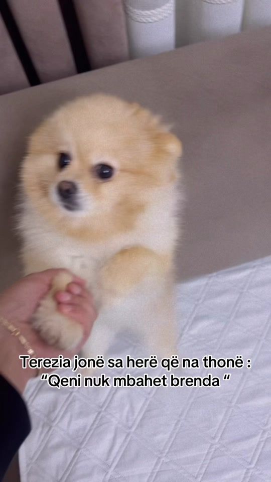TikTok video thumbnail by dogy_coco_
