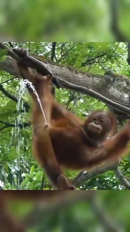 TikTok video thumbnail by animalsinaction4