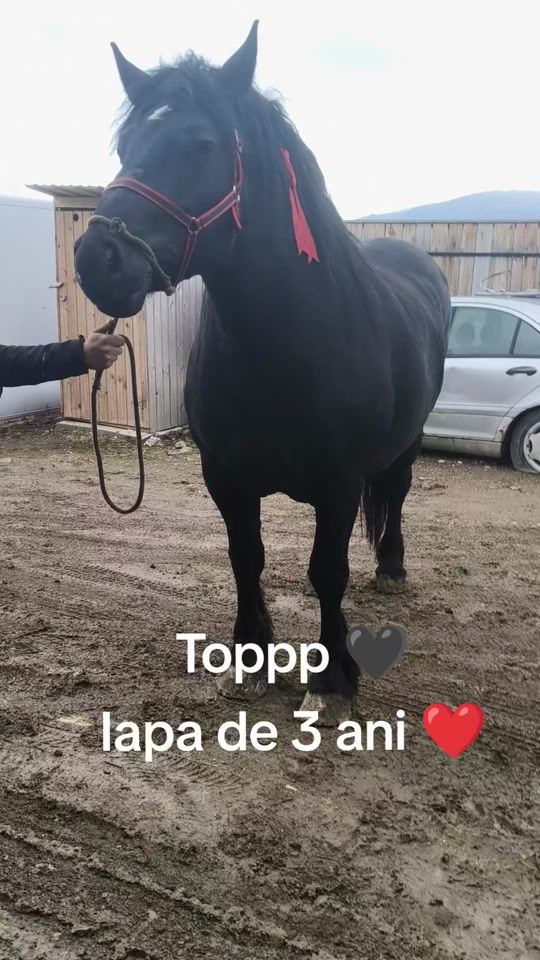 TikTok video thumbnail by fodorszilard2
