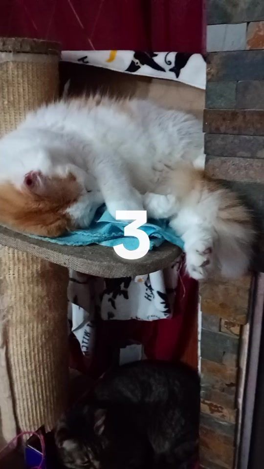 TikTok video thumbnail by la.rosa.rossa7