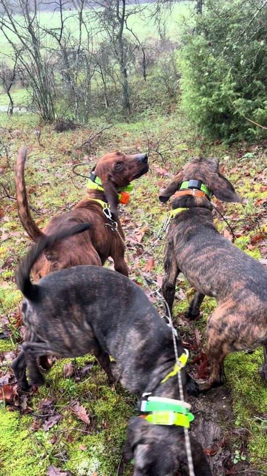 TikTok video thumbnail by plotthoundbg