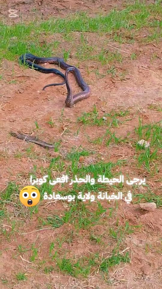 TikTok video thumbnail by .moh339