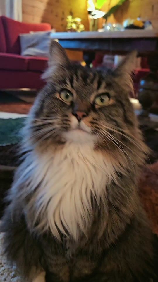 TikTok video thumbnail by kattenmilo22