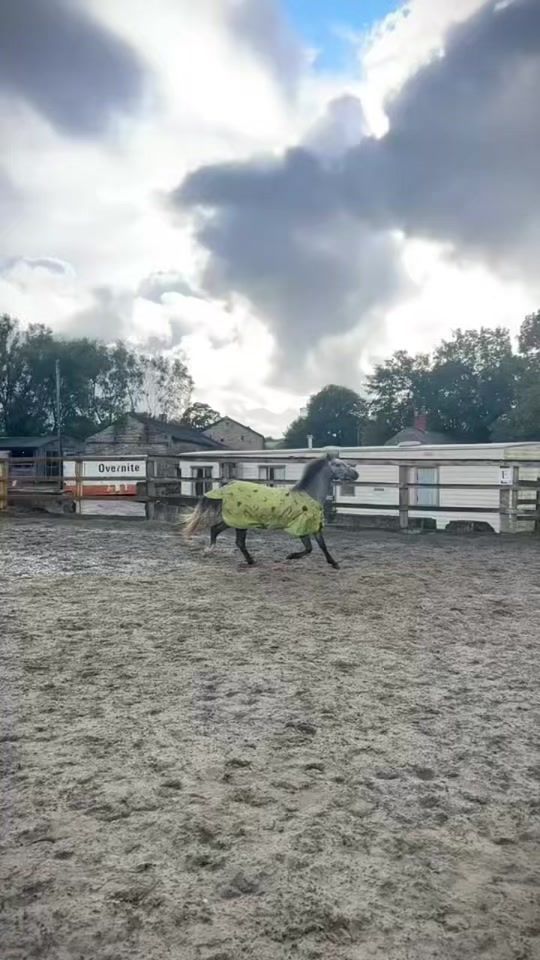 TikTok video thumbnail by kbequestrian0