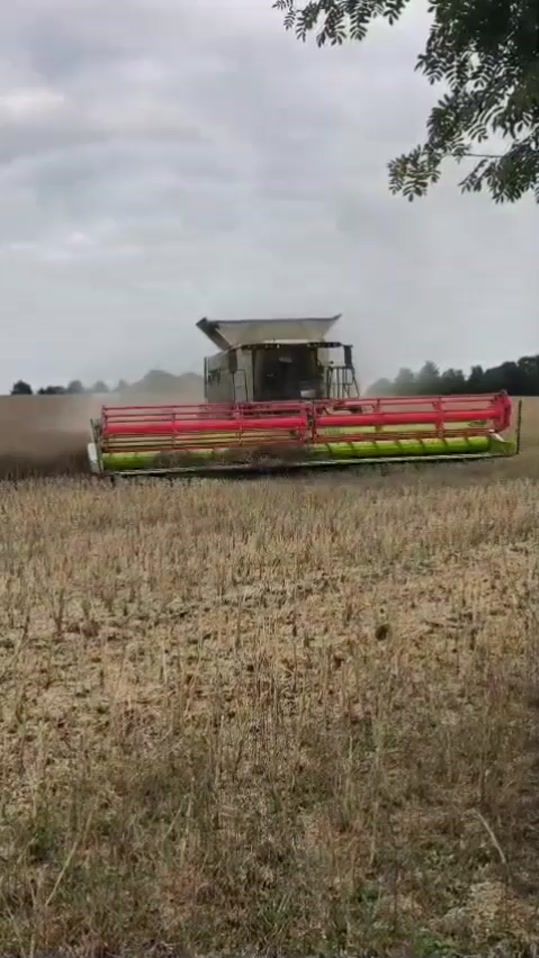TikTok video thumbnail by profimagazin