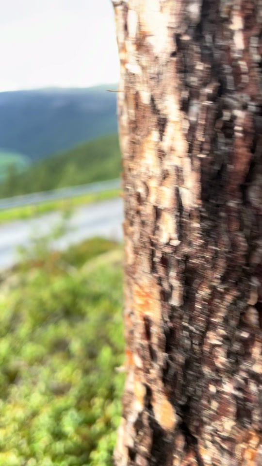 TikTok video thumbnail by naarstad08