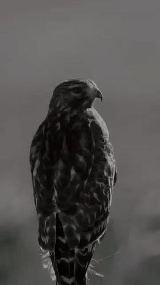 TikTok video thumbnail by wonderfulanimals17