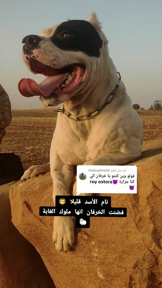 TikTok video thumbnail by midou_roy_14
