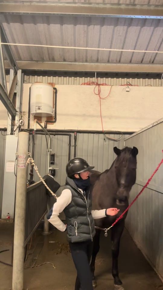 TikTok video thumbnail by equi_fiona