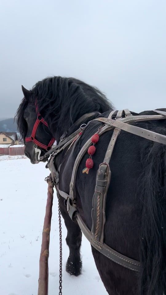 TikTok video thumbnail by alexia_ale230