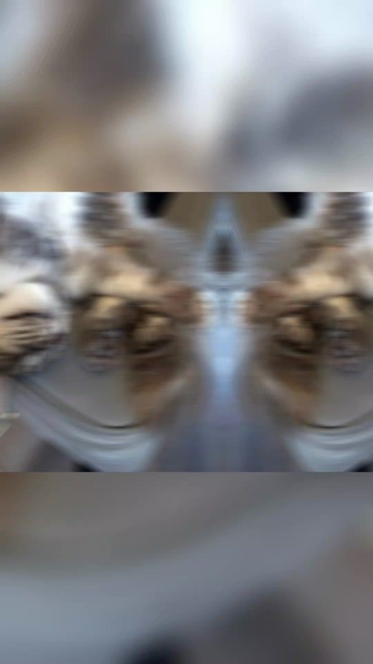 TikTok video thumbnail by bigmainsmainecoon
