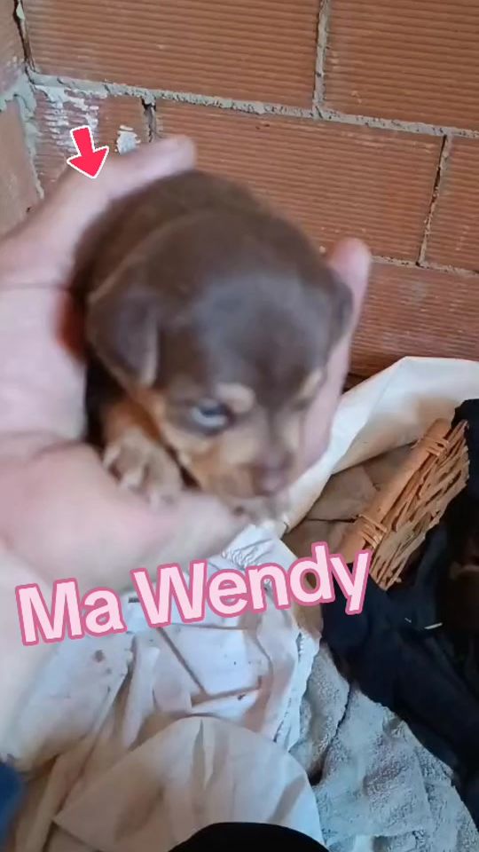 TikTok video thumbnail by sofi.wendy3