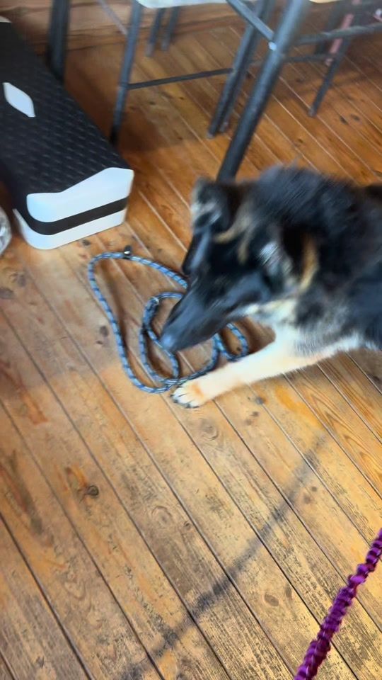 TikTok video thumbnail by galwayspca