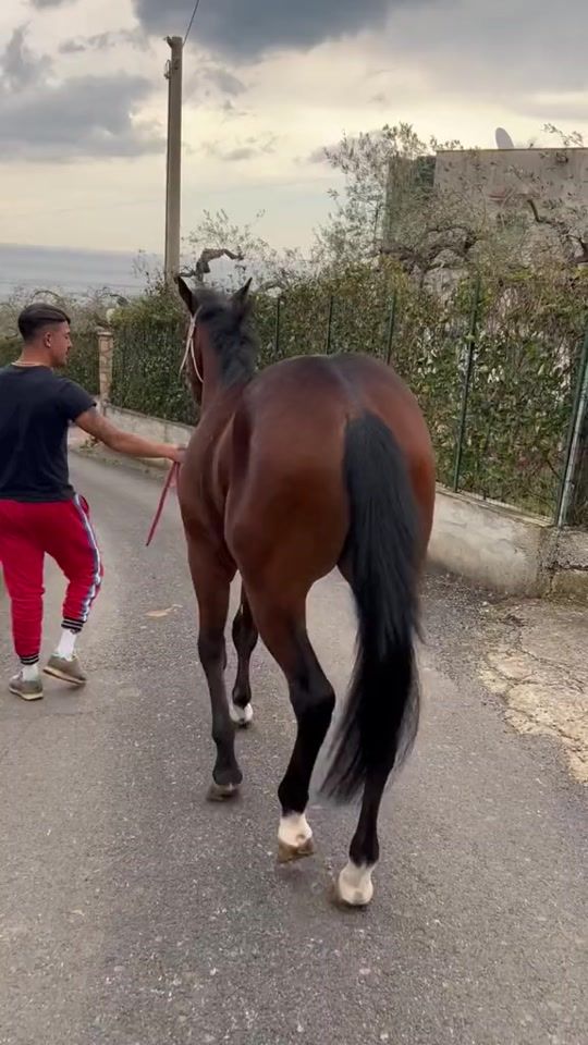 TikTok video thumbnail by samuelebalistreri.0