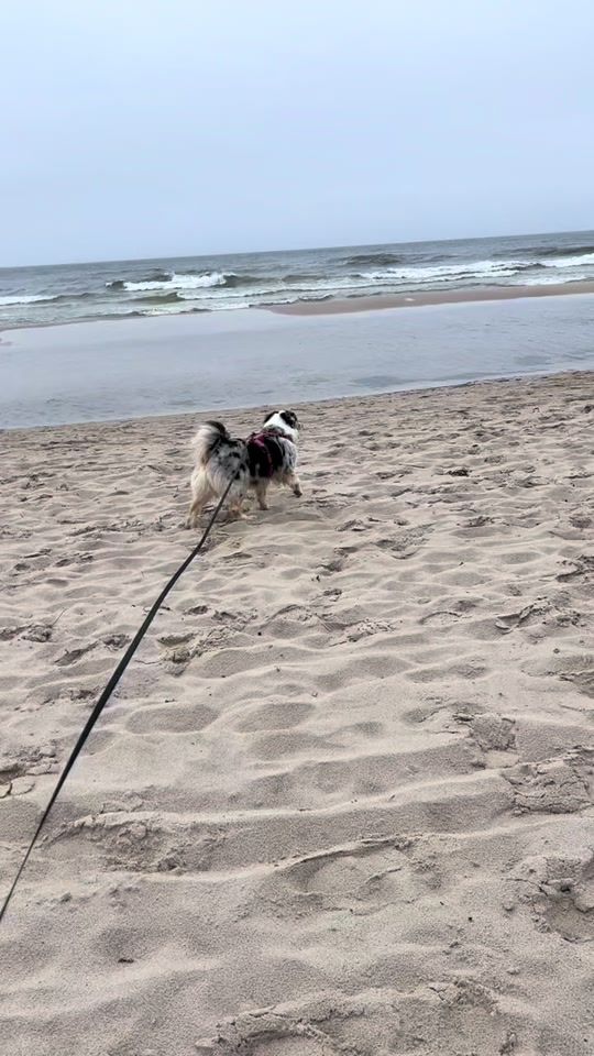TikTok video thumbnail by lieblingsmerleaussie