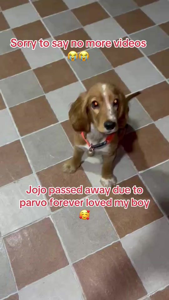 TikTok video thumbnail by ishwors600