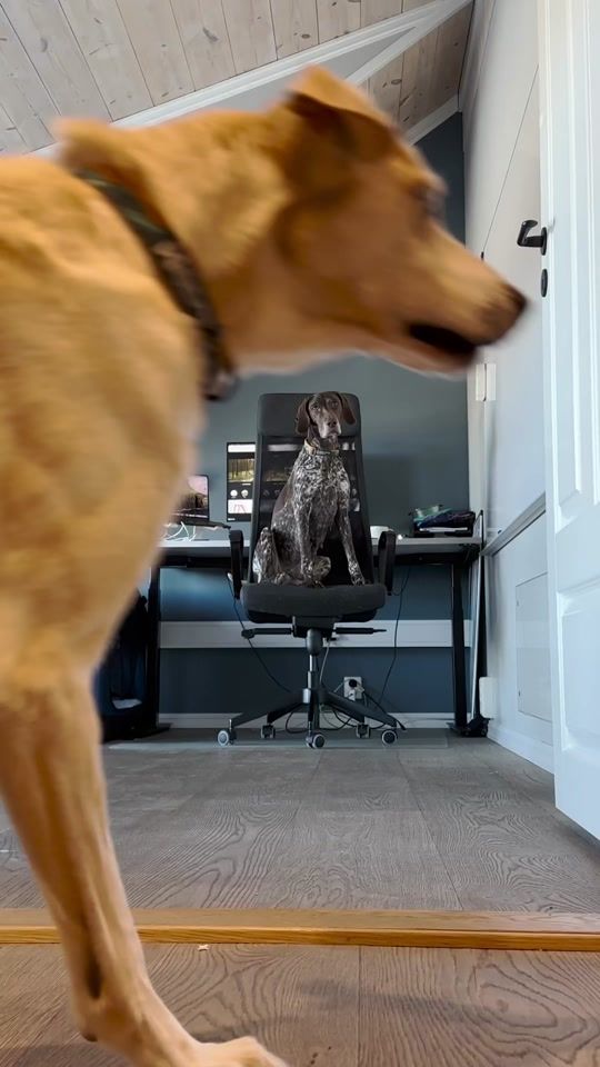TikTok video thumbnail by nonstopdogwear