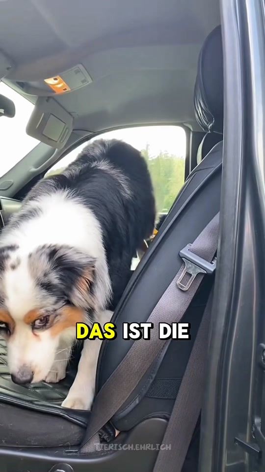 TikTok video thumbnail by tierisch.ehrlich