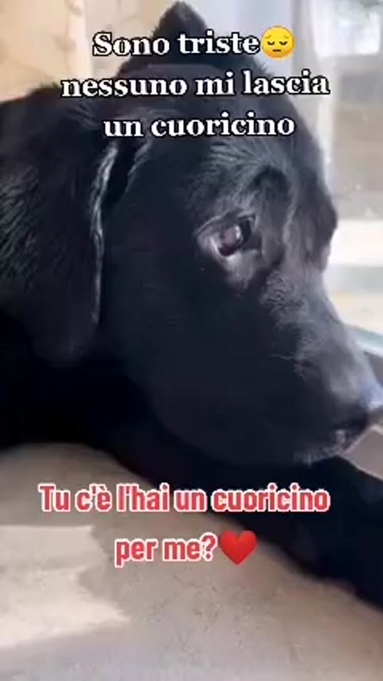 TikTok video thumbnail by maltesetoylilly