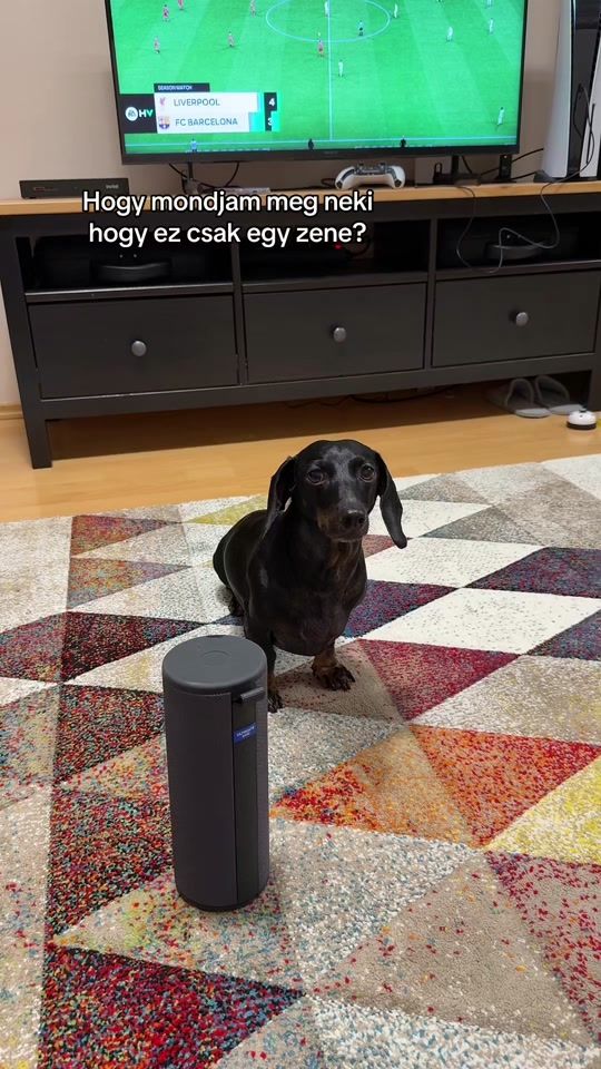TikTok video thumbnail by pajti_the_dachshund