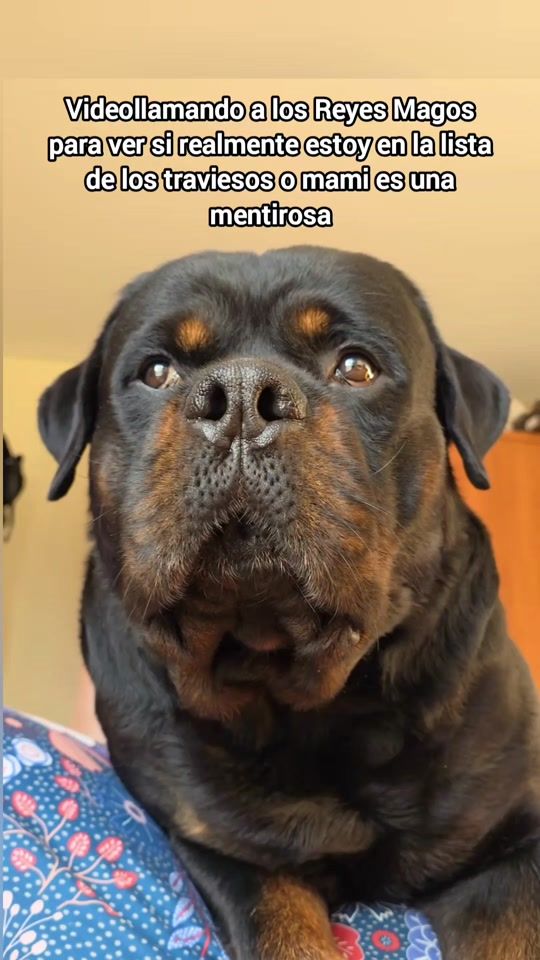 TikTok video thumbnail by buddy_rottweiler25