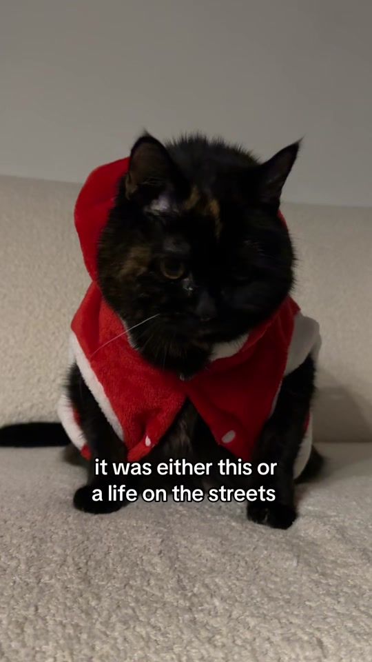 TikTok video thumbnail by dailykugel