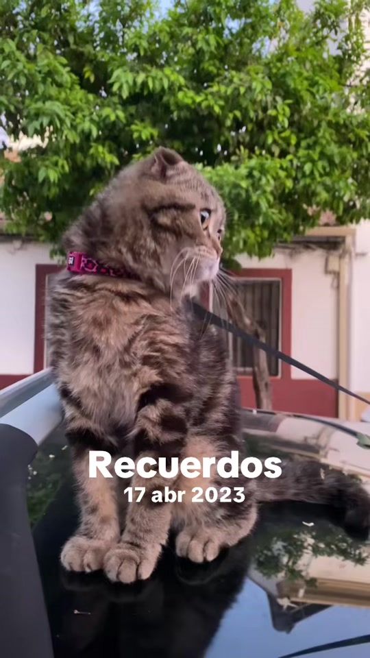 TikTok video thumbnail by juliettayprada
