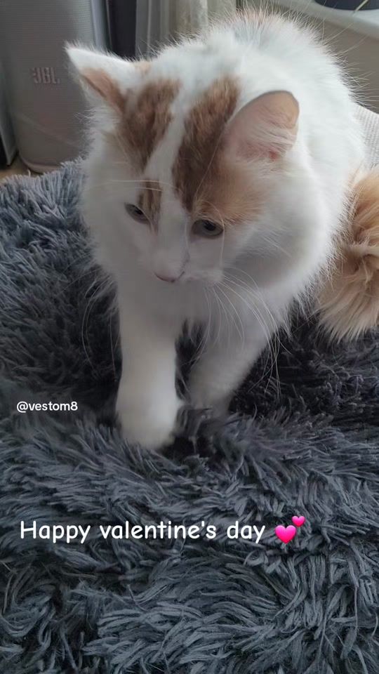 TikTok video thumbnail by vestom8