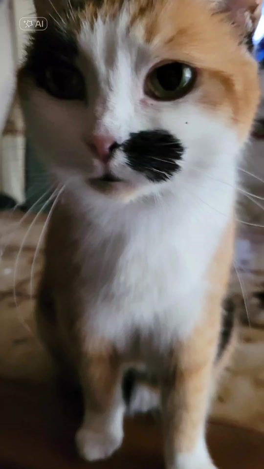 TikTok video thumbnail by pickymaus