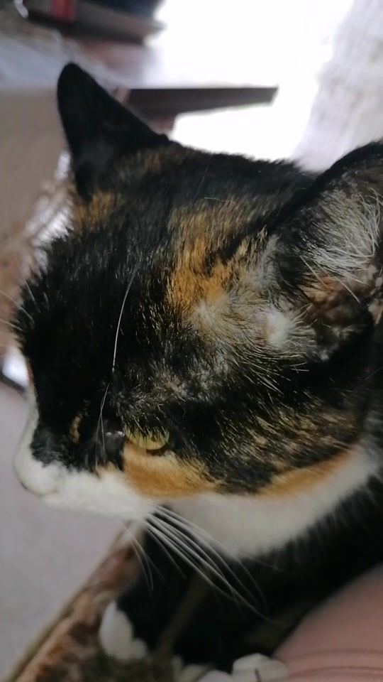 TikTok video thumbnail by georgianakovacs0