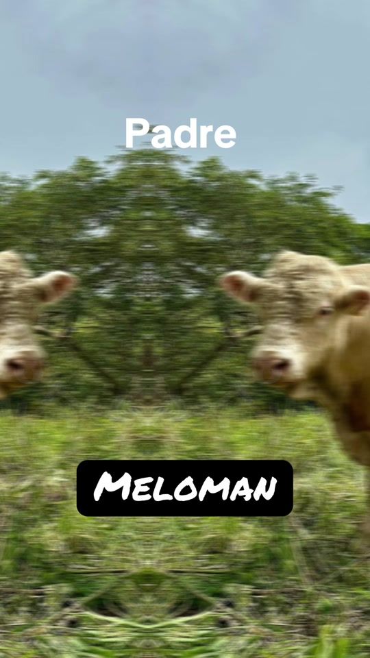 TikTok video thumbnail by charolais.ecuador