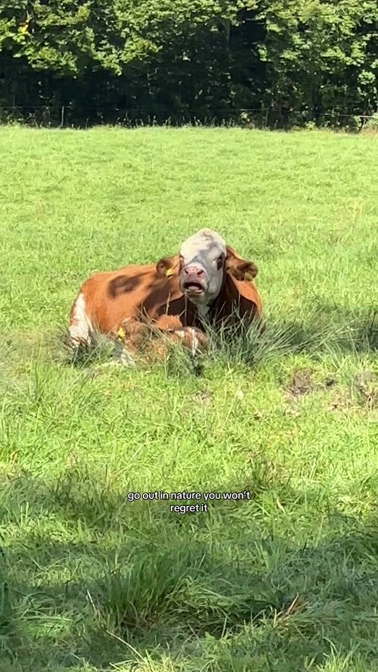 TikTok video thumbnail by nature_overeverything