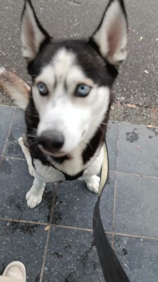 TikTok video thumbnail by dogfather0804