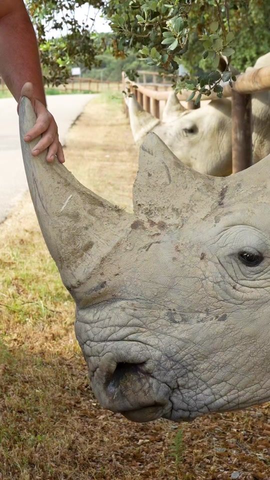 TikTok video thumbnail by safarimadrid