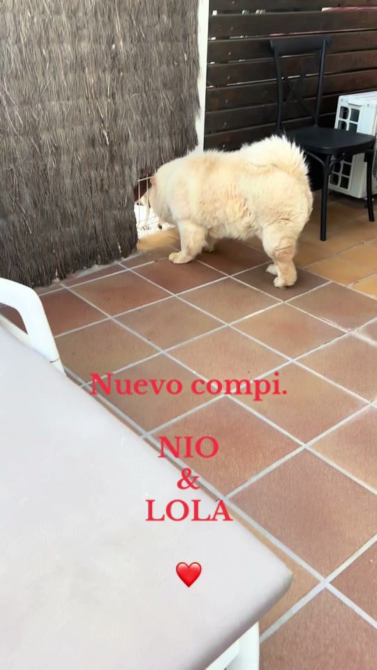 TikTok video thumbnail by charicastillo232