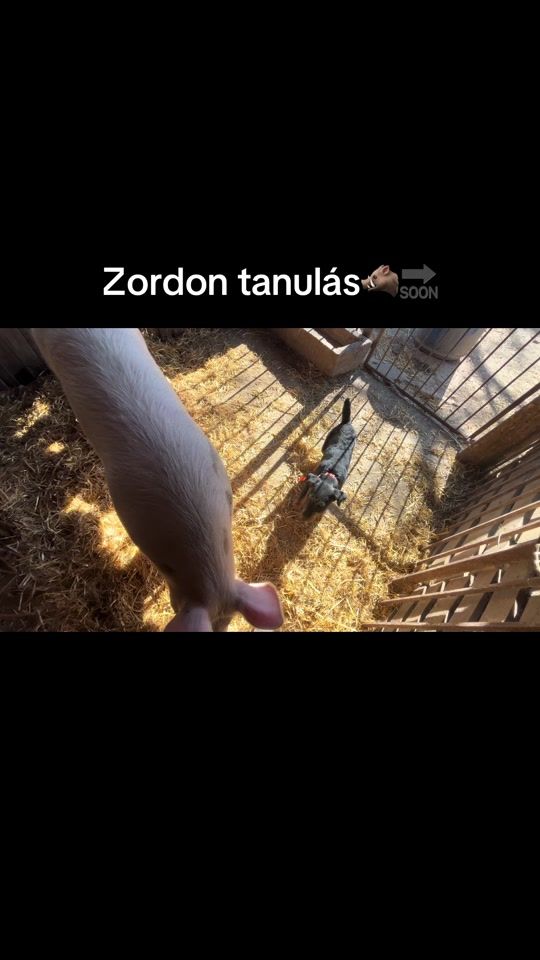 TikTok video thumbnail by gergoadk