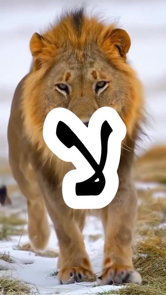 TikTok video thumbnail by laid.maouzi