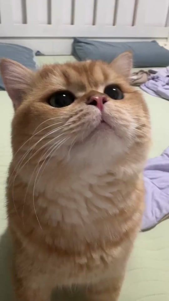 TikTok video thumbnail by 95234utp