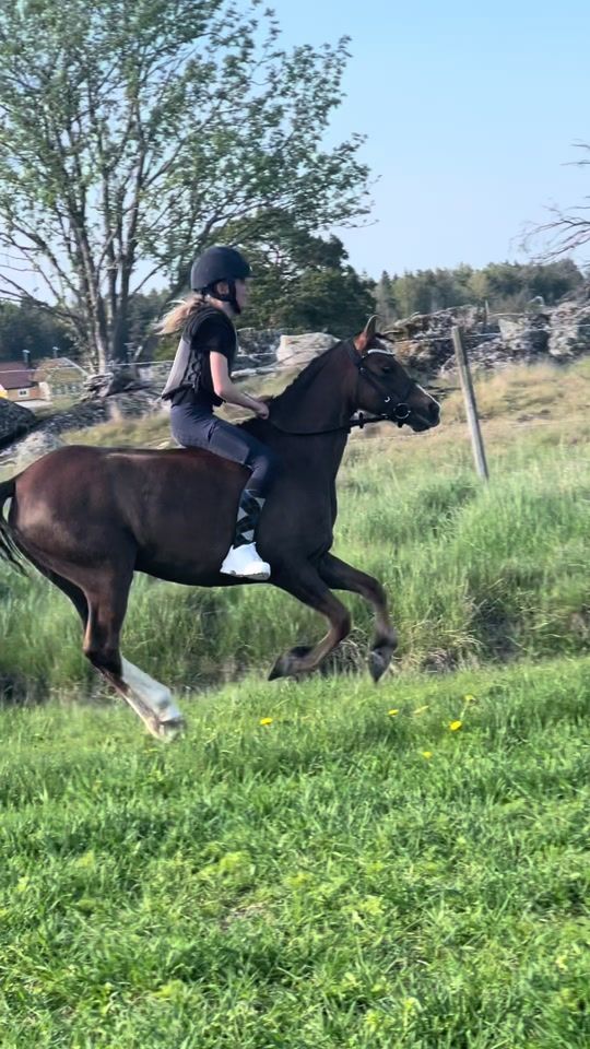 TikTok video thumbnail by linneaml.equi