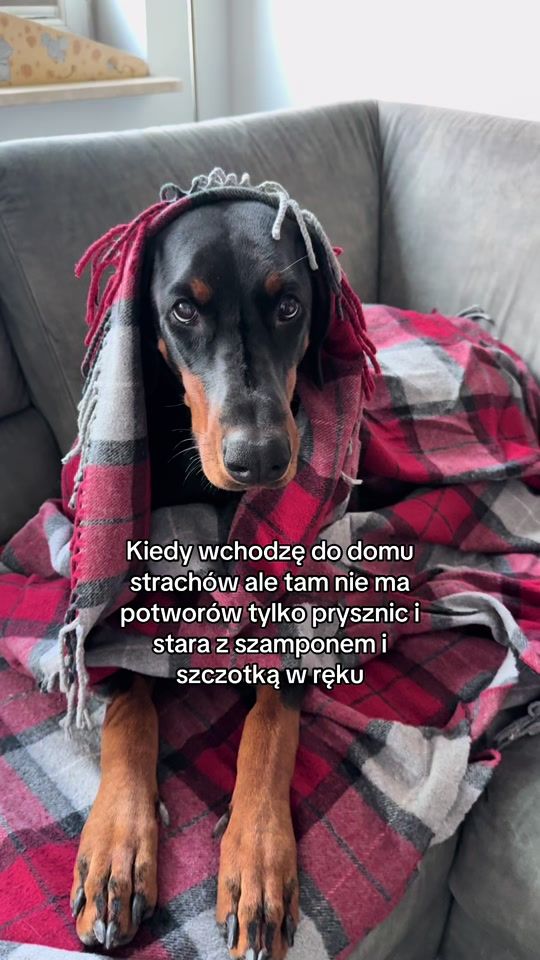 TikTok video thumbnail by dobermanharda