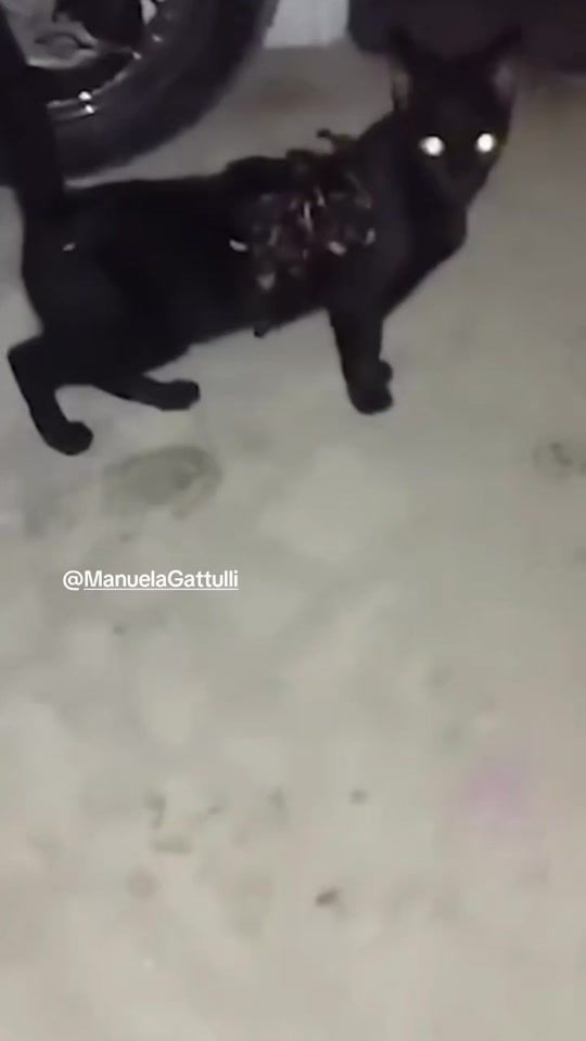 TikTok video thumbnail by manuelagattulli