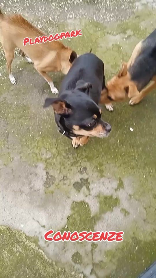 TikTok video thumbnail by ernestoplaydog