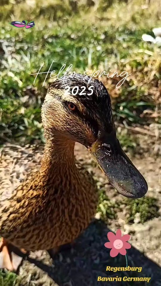TikTok video thumbnail by adusiajudyta