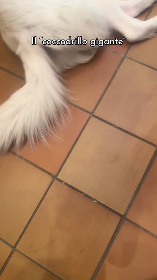TikTok video thumbnail by kumabizet