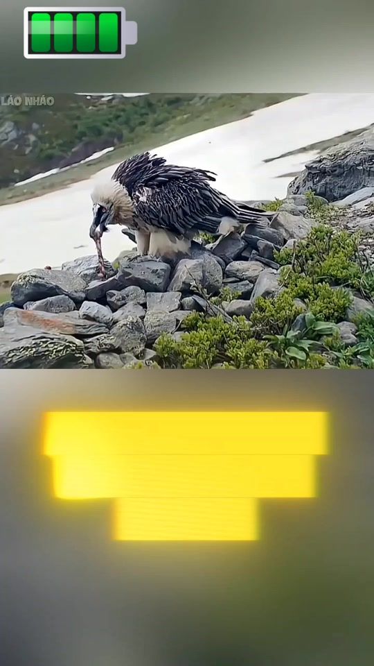TikTok video thumbnail by wild_animals_2024