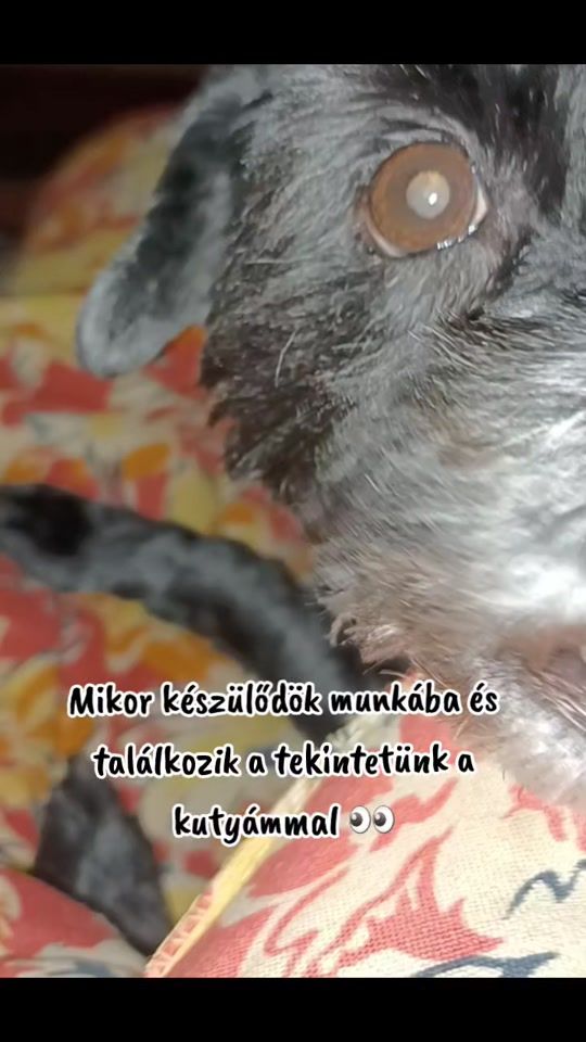 TikTok video thumbnail by horvathszilvi75