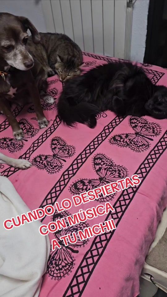 TikTok video thumbnail by yolanda6667