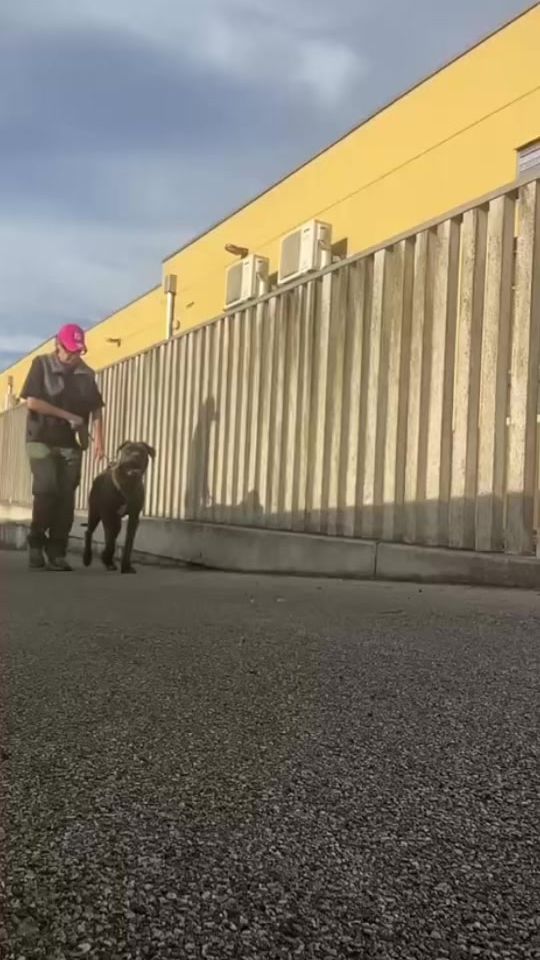 TikTok video thumbnail by horus_dobermann